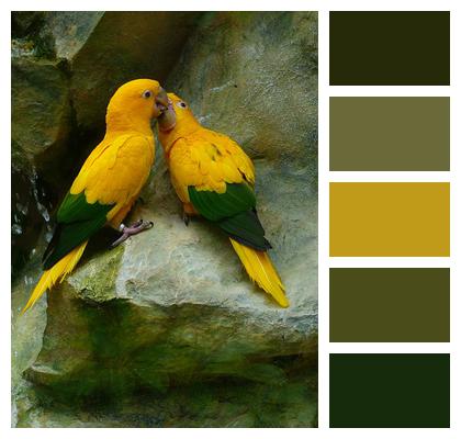 Bird Couple Pair Golden Parakeets Image